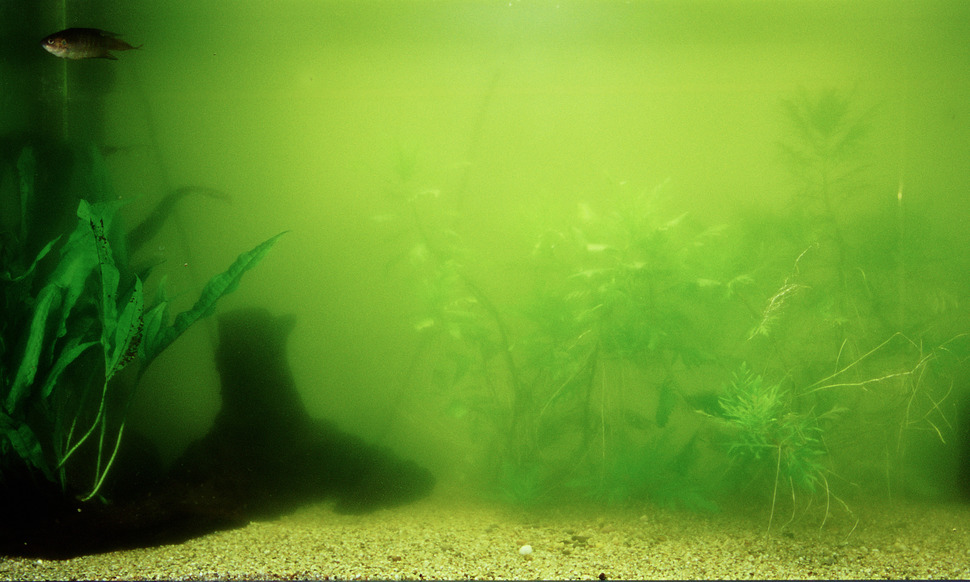 Aquarium Wasser grün