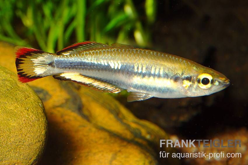 Madagaskar Ährenfisch - Bedotia geayi