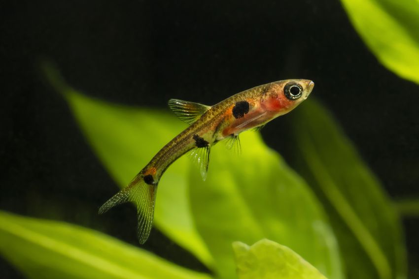 Zwergb rbling Boraras Maculatus Steckbrief Und Haltung Zwergb rbling Boraras Maculatus Steckbrief Und Haltung