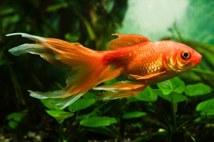 Goldfisch - Carassius auratus auratus - 1