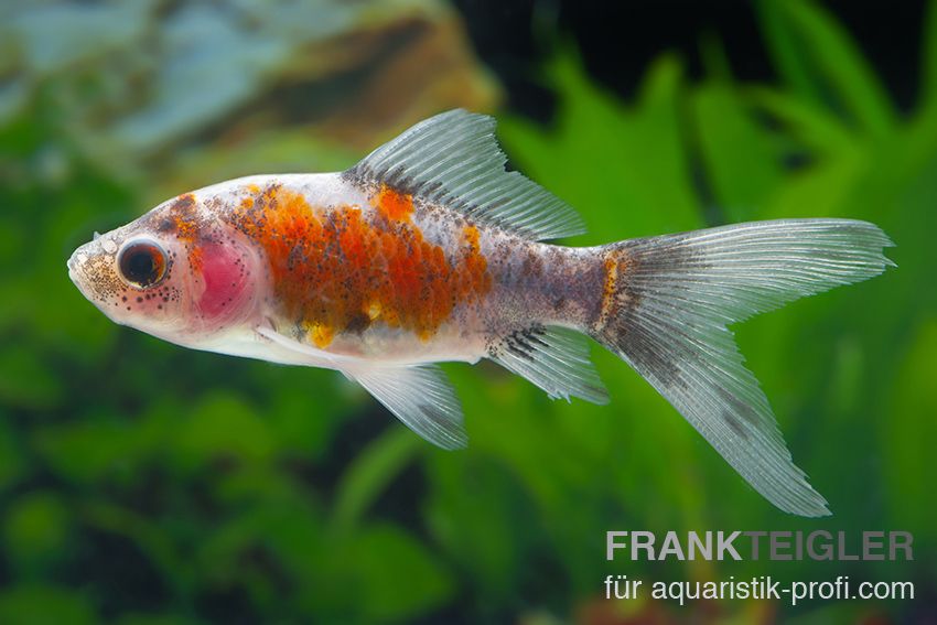 Goldfisch - Carassius auratus auratus - 3