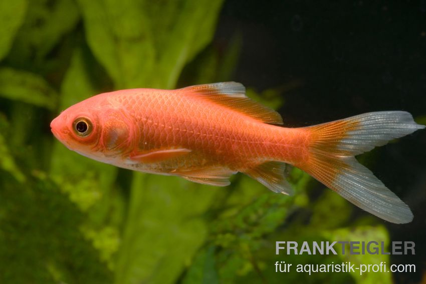 Goldfisch - Carassius auratus auratus - 4
