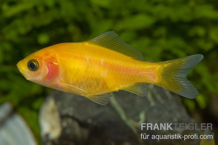 Goldfisch - Carassius auratus auratus - 5