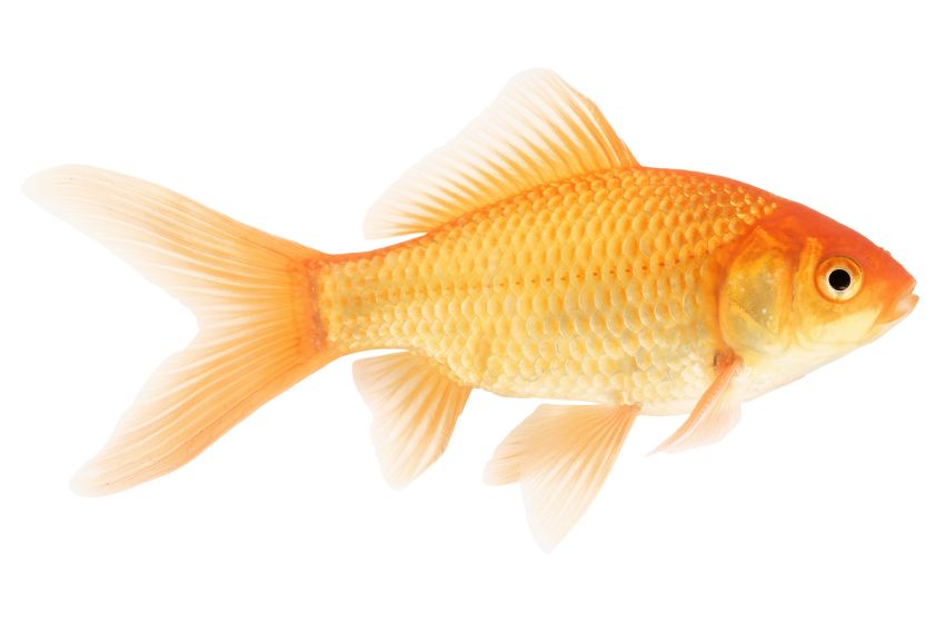 Goldfisch - Carassius auratus auratus - 6