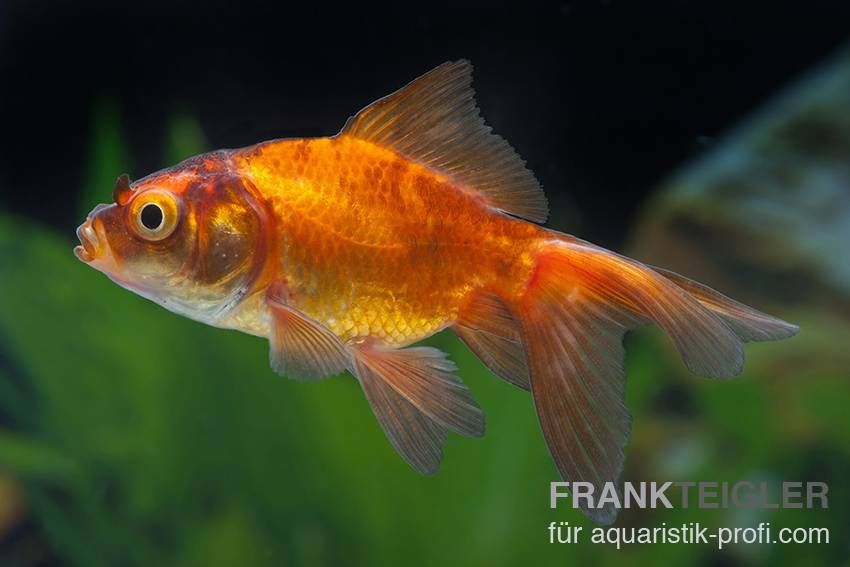 Goldfisch - Carassius auratus auratus