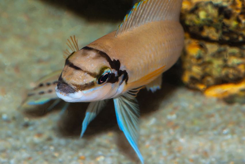Maskenbuntbarsch - Chalinochromis brichardi - 1