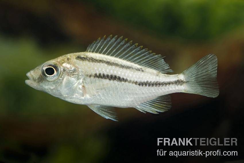 Großlippen Buntbarsch  - Cheilochromis euchilus