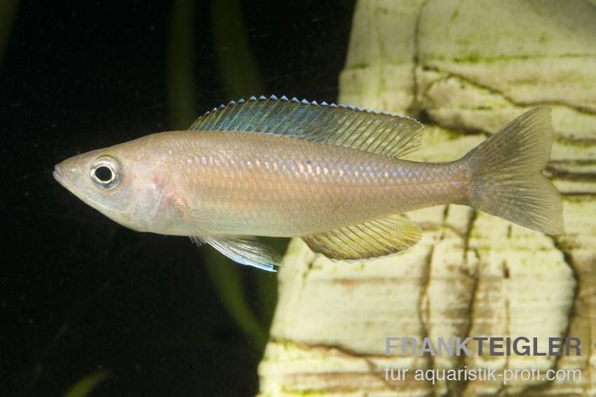 Blauer Heringscichlide - Cyprichromis leptosoma