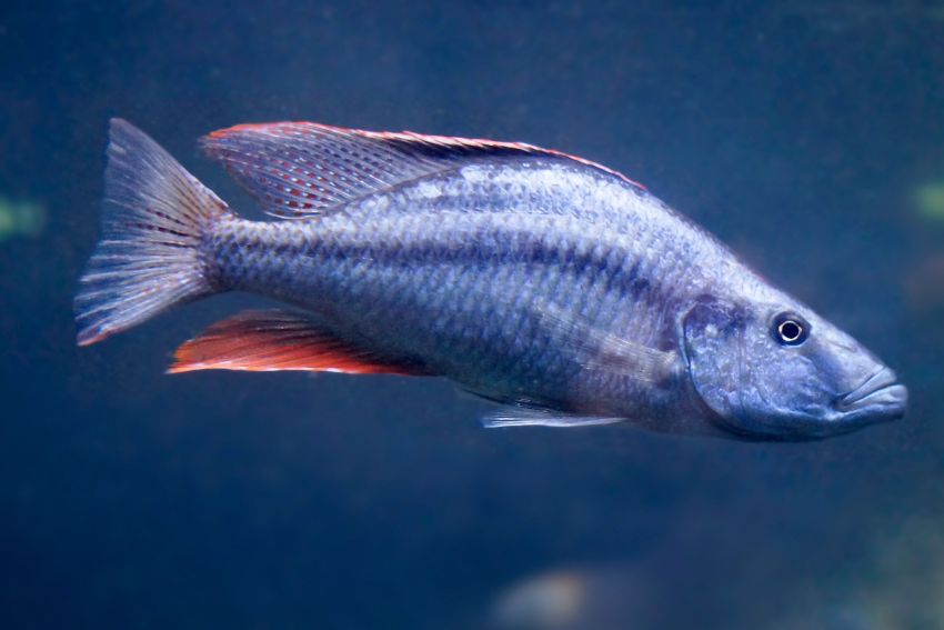 Messerbuntbarsch - Dimidiochromis compressiceps - 1