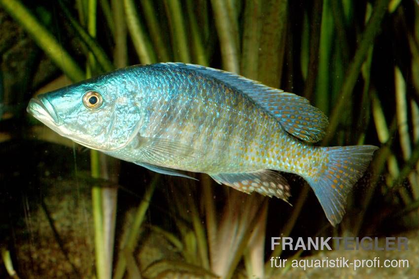 Messerbuntbarsch - Dimidiochromis compressiceps