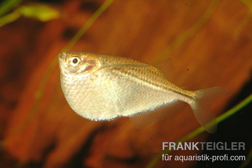 Gefleckter Beilbauchfisch - Gasteropelecus sternicla - 3
