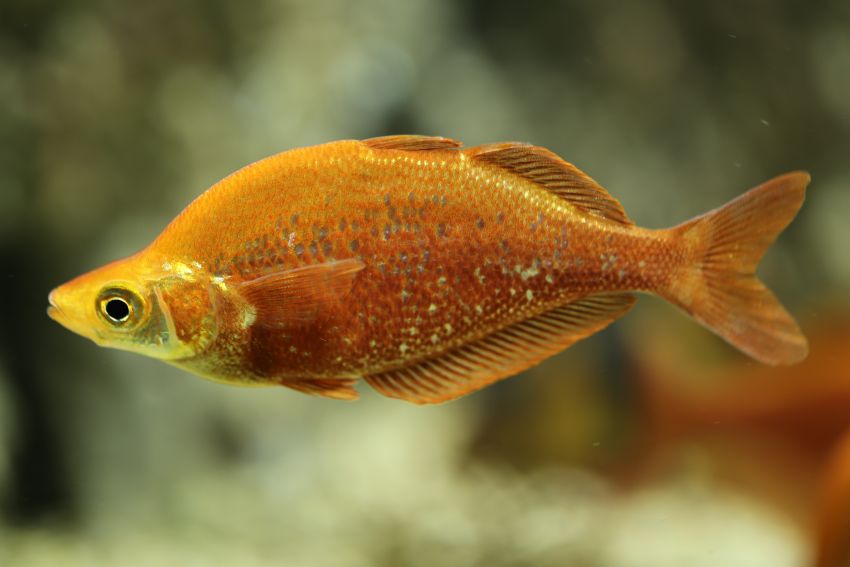 Lachsroter Regenbogenfisch - Glossolepis incisus - 2