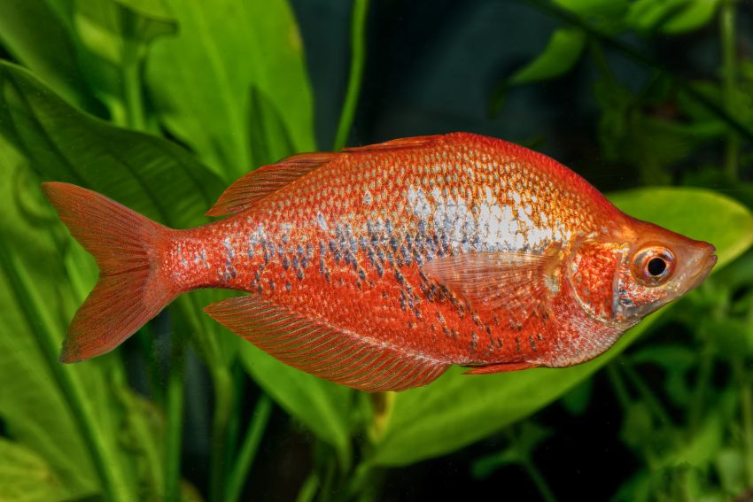 Lachsroter Regenbogenfisch - Glossolepis incisus - 3