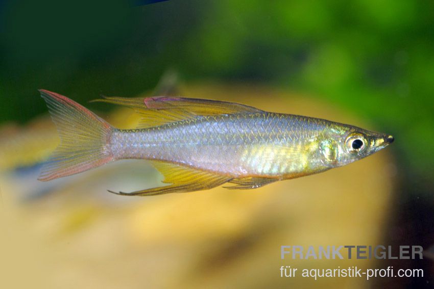 Fadenflossen Regenbogenfisch - Iriatherina werneri - 1