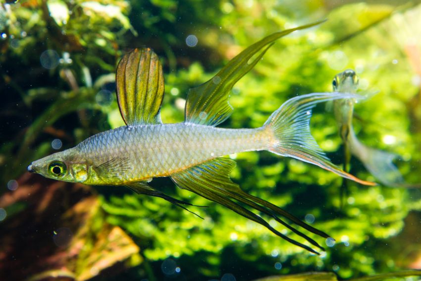Fadenflossen Regenbogenfisch - Iriatherina werneri - 2