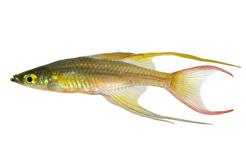 Fadenflossen Regenbogenfisch - Iriatherina werneri - 4