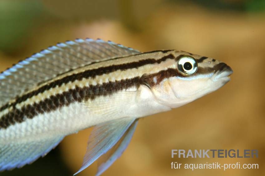 Dickfelds Schlankcichlide - Julidochromis dickfeldi - 2