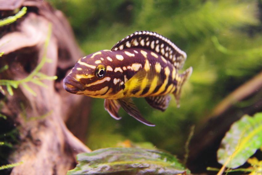 Schachbrett Schlankcichlide - Julidochromis marlieri - 1
