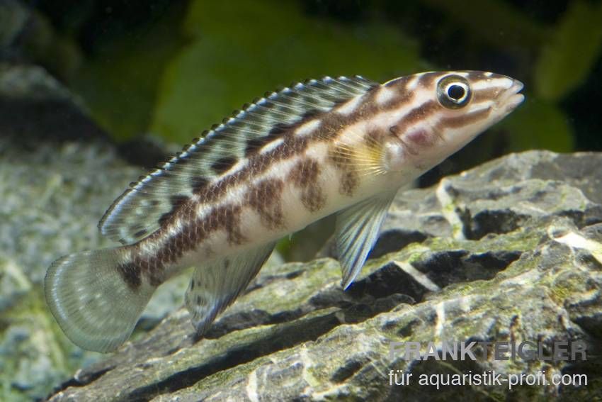 Schachbrett Schlankcichlide - Julidochromis marlieri