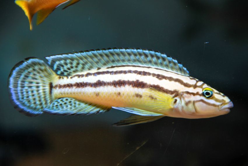 Gelber Schlankcichlide - Julidochromis ornatus - 1