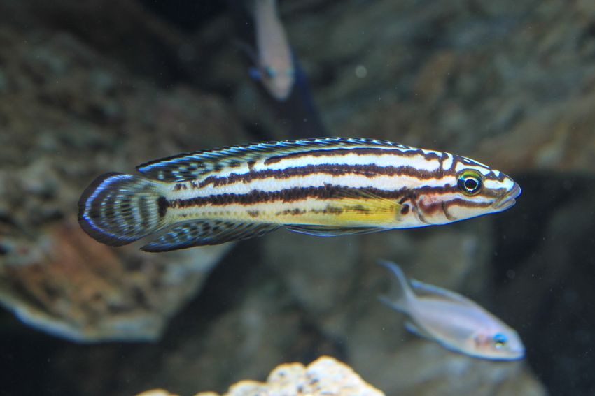 Gelber Schlankcichlide - Julidochromis ornatus - 2