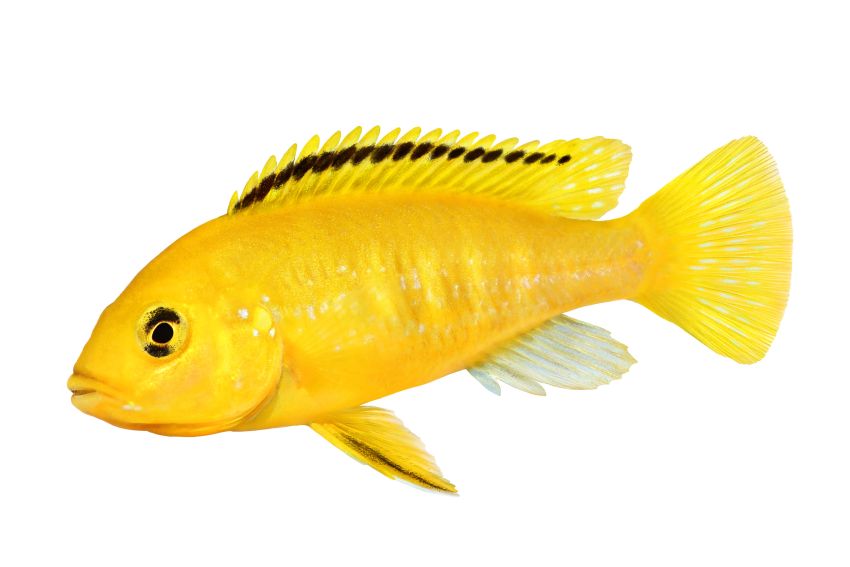 Gelber Labidochromis - Labidochromis caeruleus - 1