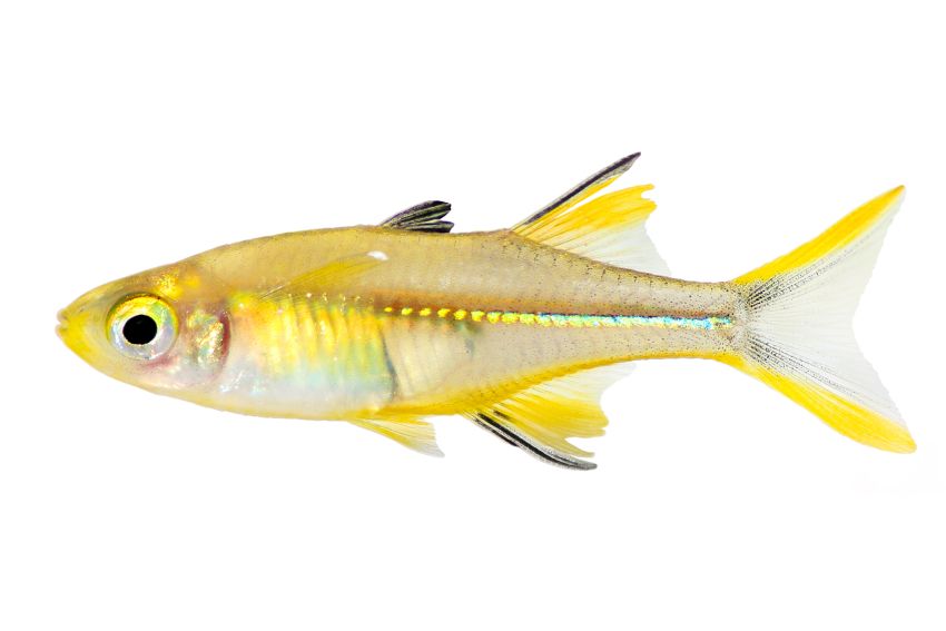 Celebes Ährenfisch - Marosatherina ladigesi - 2