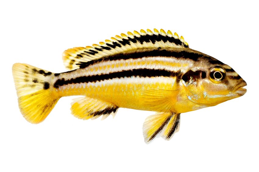 Türkisgoldbuntbarsch - Melanochromis auratus - 1