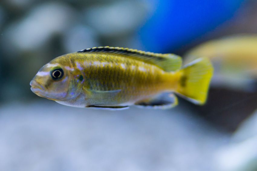 Türkisgoldbuntbarsch - Melanochromis auratus - 2