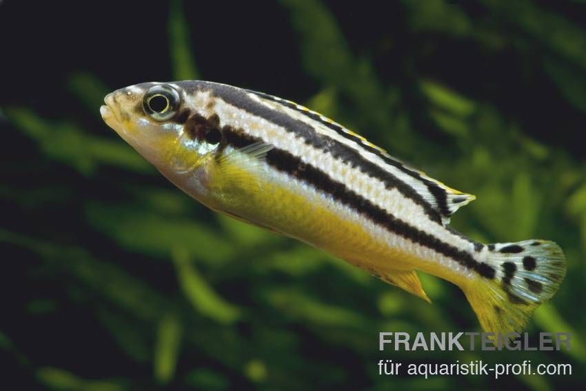 Türkisgoldbuntbarsch - Melanochromis auratus - 3
