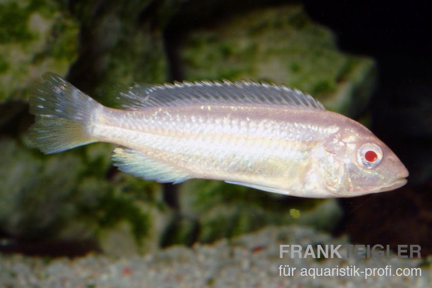 Türkisgoldbuntbarsch - Melanochromis auratus - 4
