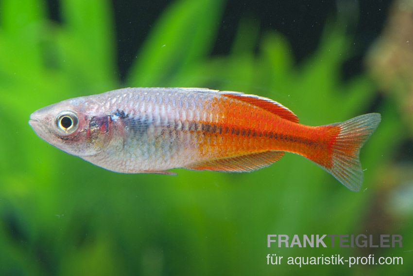 Boesemans Regenbogenfisch - Melanotaenia boesemani - 2