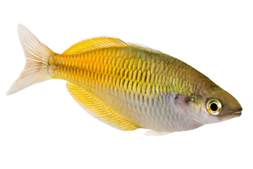 Boesemans Regenbogenfisch - Melanotaenia boesemani - 3