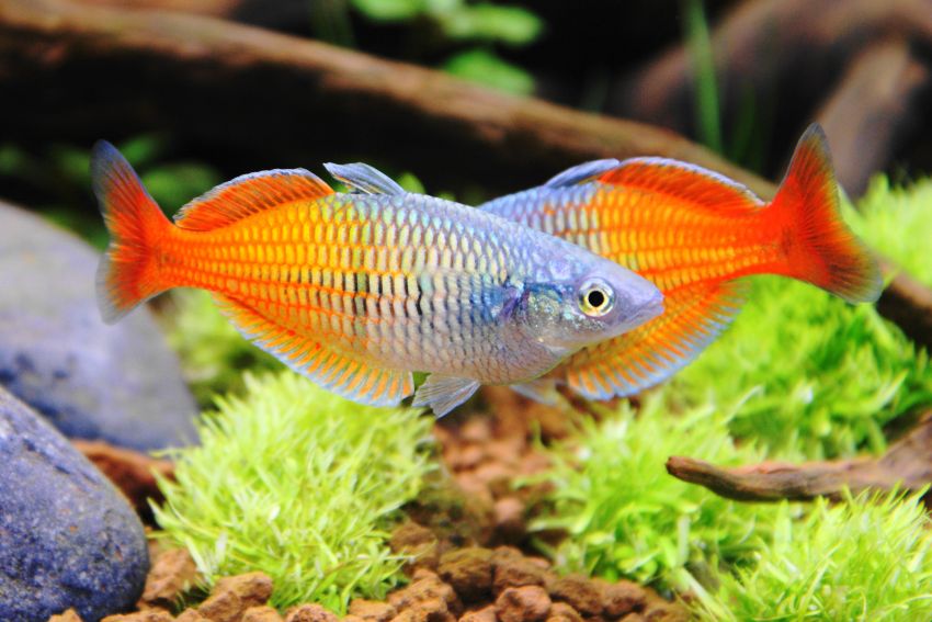 Boesemans Regenbogenfisch - Melanotaenia boesemani - 5
