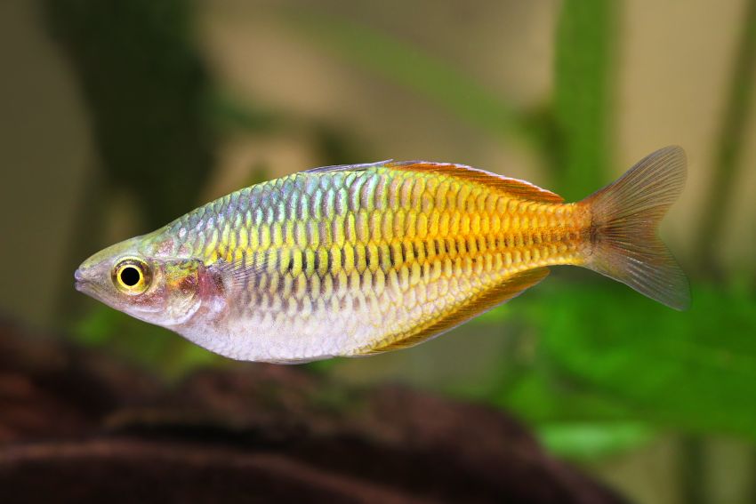 Boesemans Regenbogenfisch - Melanotaenia boesemani - 7