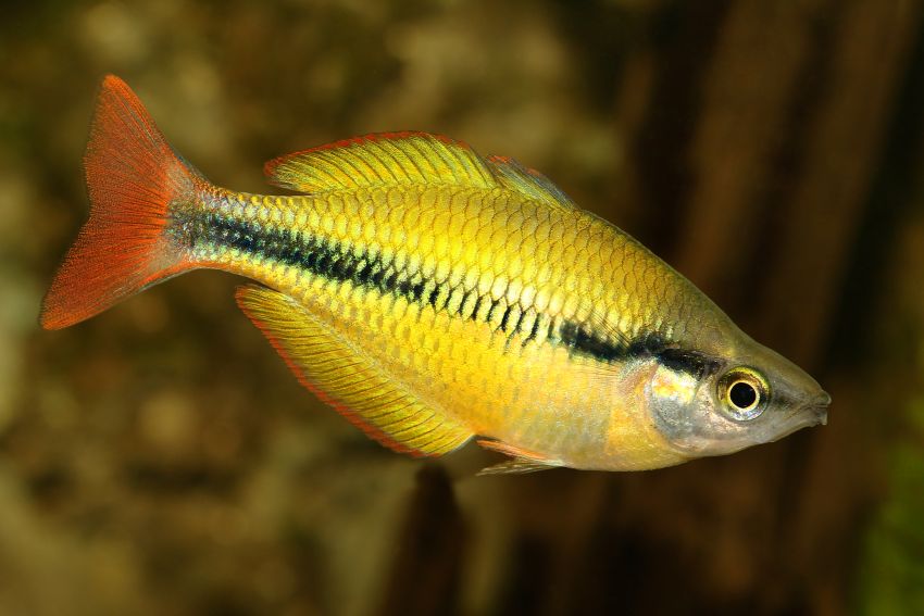 Tebera Regenbogenfisch - Melanotaenia herbertaxelrodi - 1