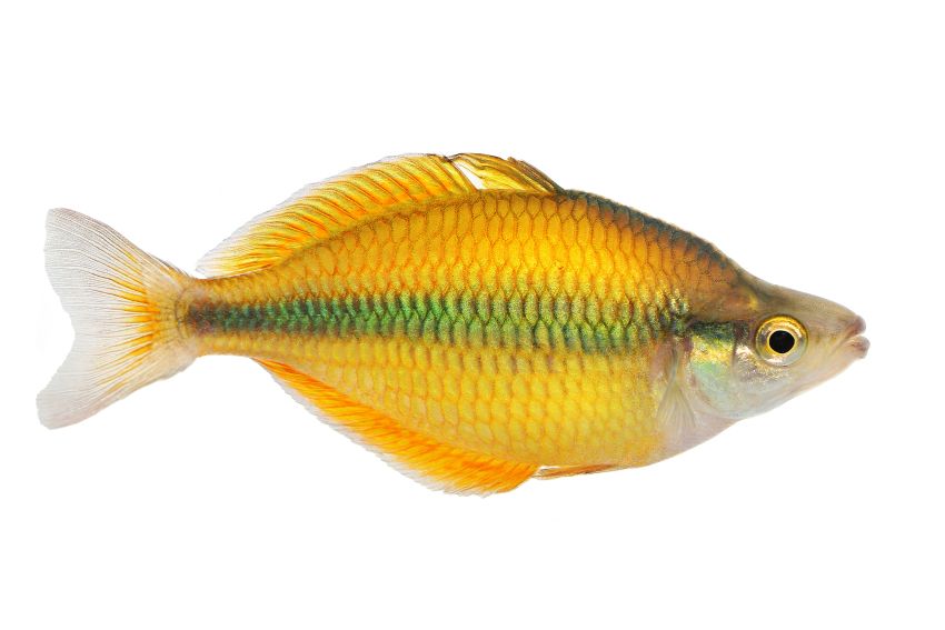 Tebera Regenbogenfisch - Melanotaenia herbertaxelrodi - 2