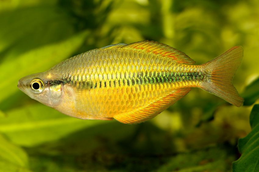 Tebera Regenbogenfisch - Melanotaenia herbertaxelrodi - 3