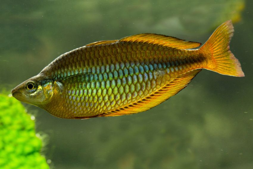 Tebera Regenbogenfisch - Melanotaenia herbertaxelrodi - 4