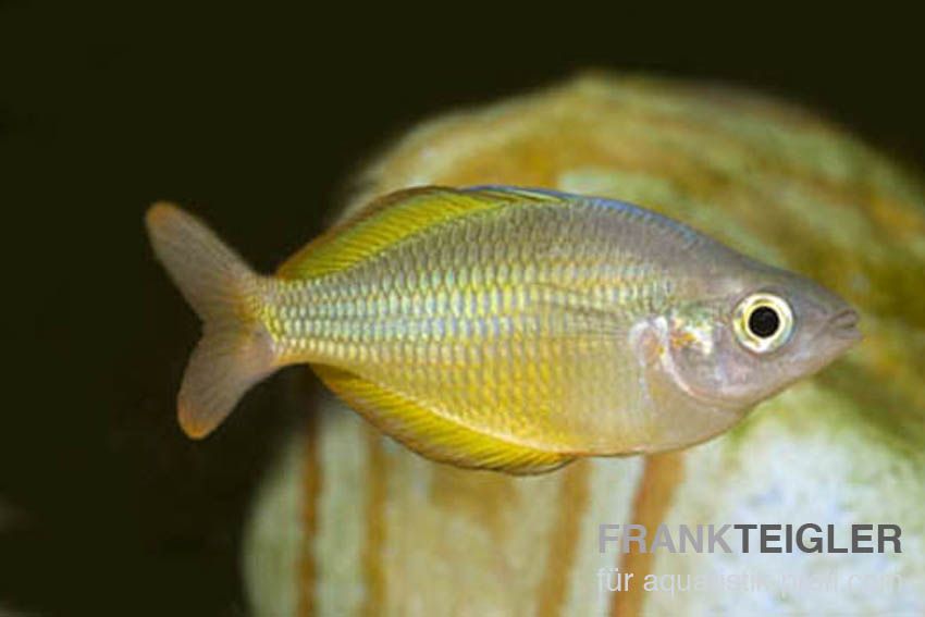 Tebera Regenbogenfisch - Melanotaenia herbertaxelrodi - 5