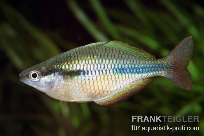 Tebera Regenbogenfisch - Melanotaenia herbertaxelrodi - 6