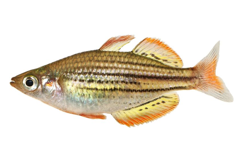 Zwergregenbogenfisch - Melanotaenia maccullochi - 1