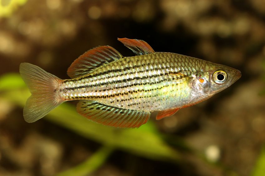 Zwergregenbogenfisch - Melanotaenia maccullochi - 2