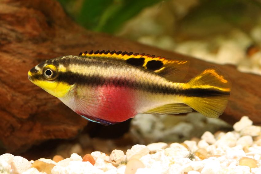 Purpurprachtbarsch - Pelvicachromis pulcher - 1