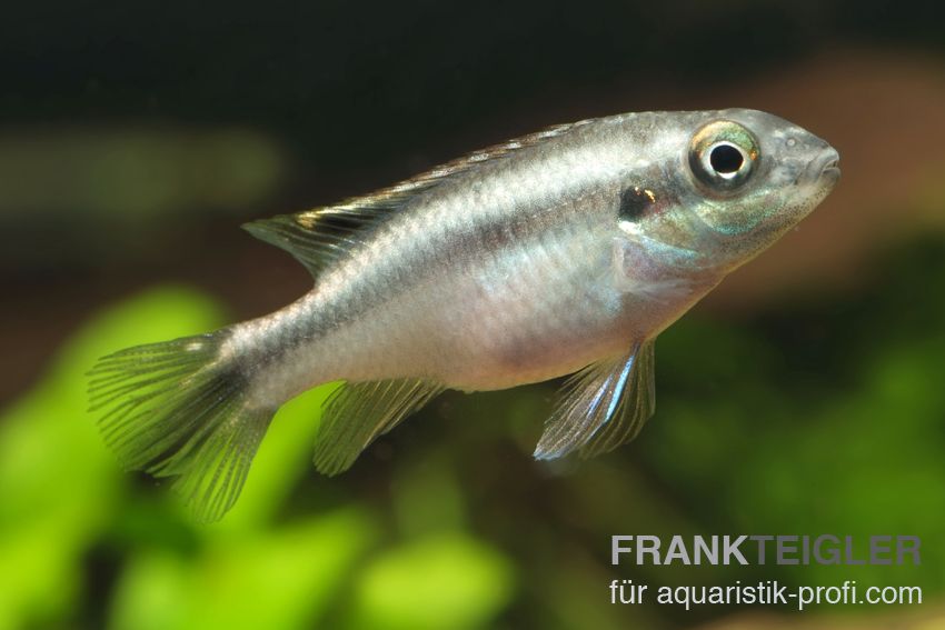 Purpurprachtbarsch - Pelvicachromis pulcher - 2