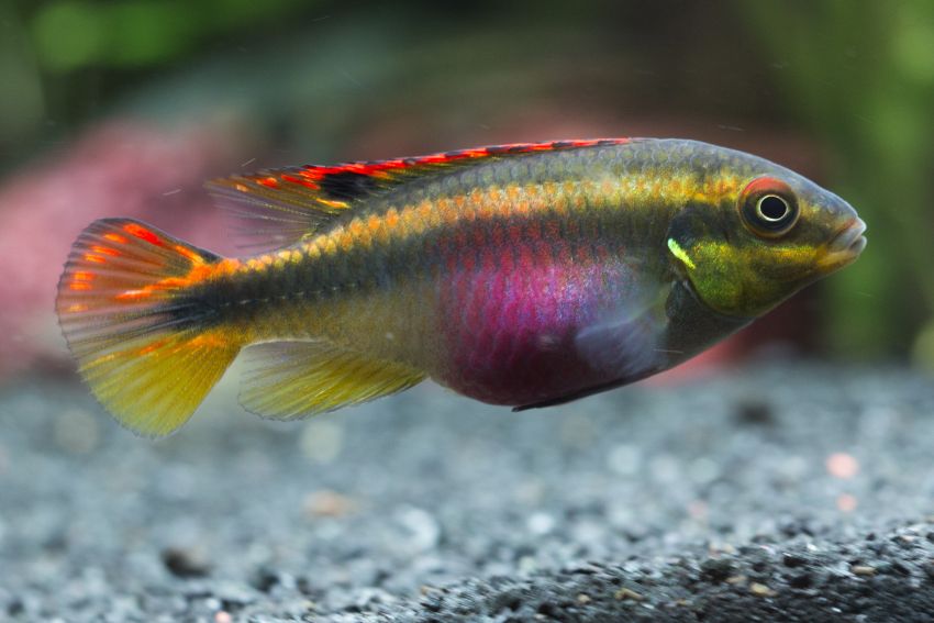 Purpurprachtbarsch - Pelvicachromis pulcher - 3