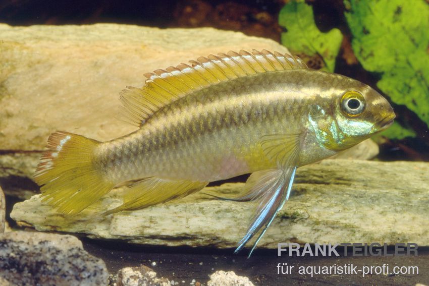 Purpurprachtbarsch - Pelvicachromis pulcher - 5