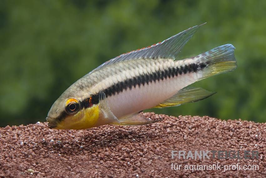 Roloffs Prachtbarsch - Pelvicachromis roloffi