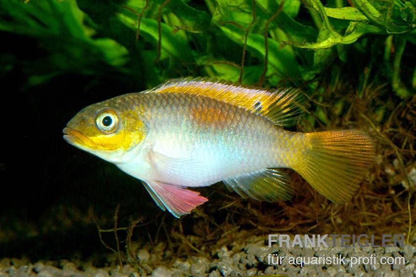 Smaragdprachtbarsch - Pelvicachromis taeniatus