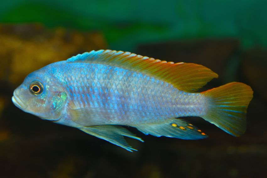 Likomamaulbrüter - Placidochromis electra - 2